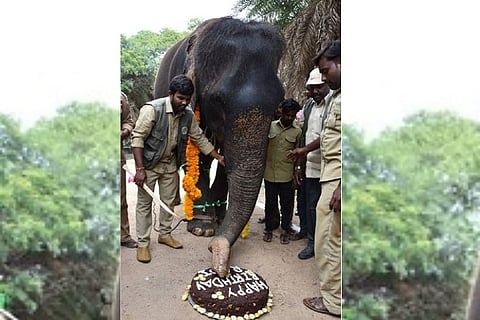 Saw photo of an elephant cutting a cake? Meet Rani, Hyd zoo’s oldest mammal