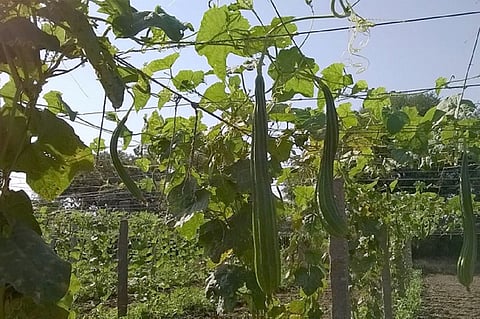 Fruit, veggie growers and power loom units to benefit as K’taka extends relief package