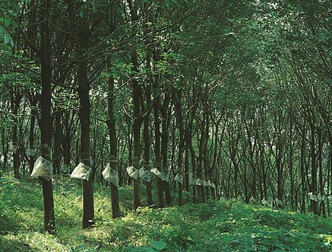 Kerala government, tyre manufactures to rescue rubber farmers
