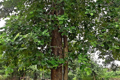 Sandalwood tree