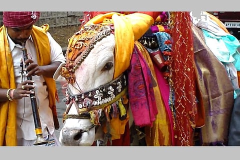 Andhra Pradesh, Telangana celebrate Sankranti with traditional fervour