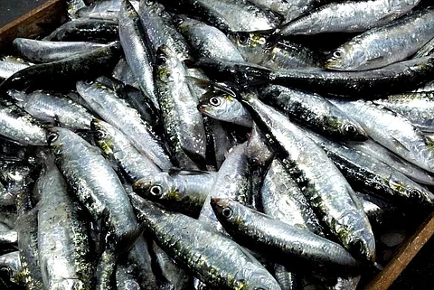 ‘Budget neglected us’: Kerala's sardine fishermen allege as catch on the decline
