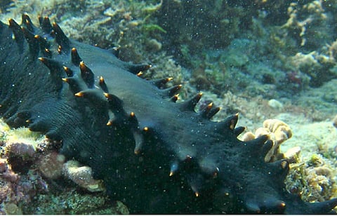 a black colored sea cucumber in water