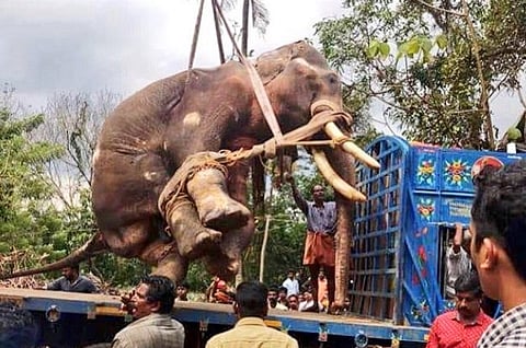 Elephant’s death in Kerala forces probe: Was a jumbo killed for insurance claims?