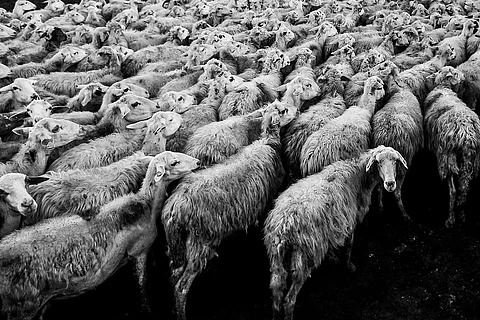 Anthrax attack in Tamil Nadu, kills 37 sheep in Vellore