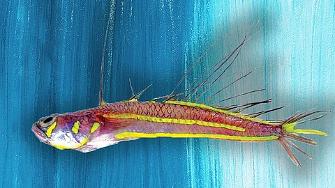 Rare colourful fish species which uses fins to communicate found off Kerala coast
