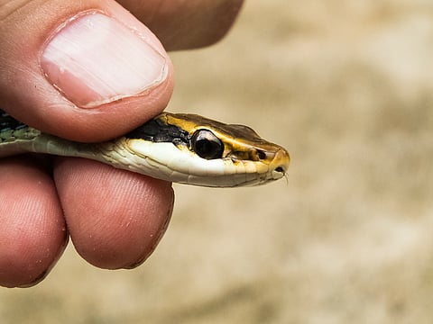Stoned on snake venom from God's own country