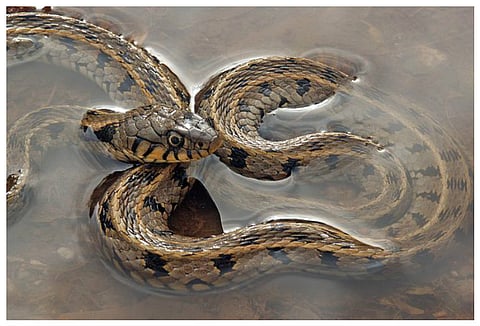 Dangerous snakes slithering into homes in water-logged areas