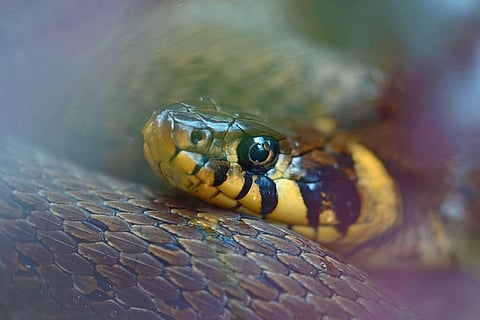 Snakebite: India can have a key global role in addressing this health issue