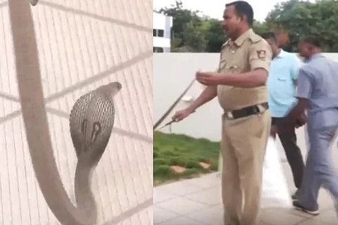 Snake at BJP office in Shiggaon