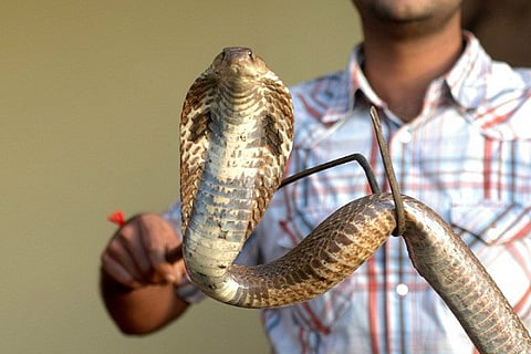 BBMP has its hands full with snakes-rescue missions this monsoon season
