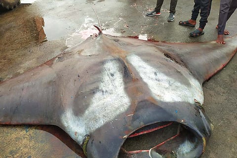 Manta ray weighing 750 kg