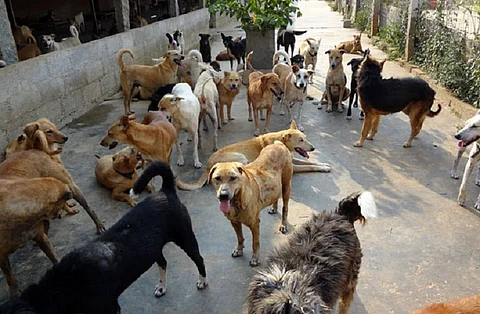 The disappearing stray dogs of south India