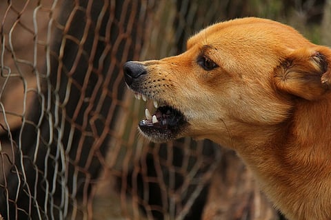 Representative image of a stray dog