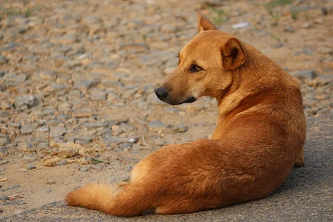 Stray dog