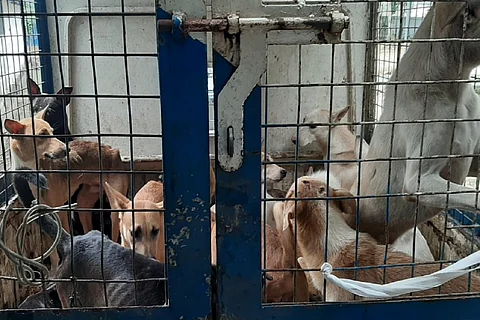 Rescued dogs