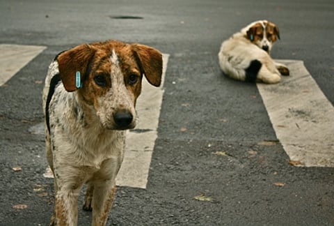 When a journalist became the target of a sting operation over the killing of Kerala's dogs