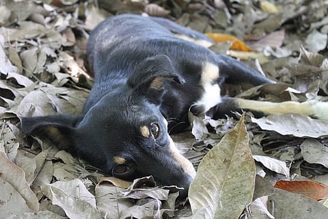 Hyderabad watchman allegedly burns two puppies to death, case booked