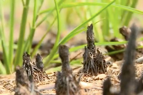 Stubble burning in Kuttanad: An agricultural menace that is an environmental threat