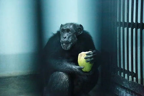 Chimpanzee 'Suzi' escapes from enclosure in Hyderabad zoo, attacks gardener