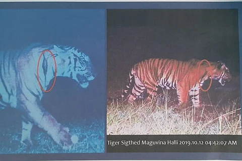 Elusive tiger that killed a farmer seen on camera in Karnataka's Bandipur forest