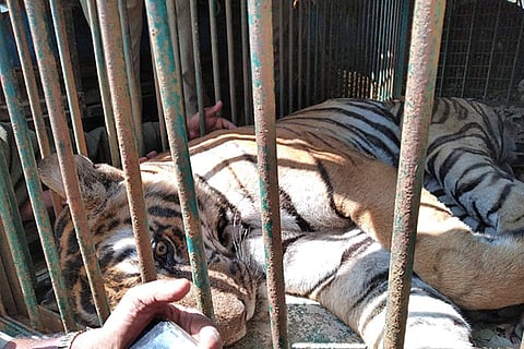 Tiger which killed 2 people in Nagarahole captured by forest officials