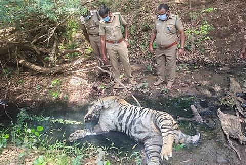 Two tigers die after consuming poisoned boar in Tamil Nadu