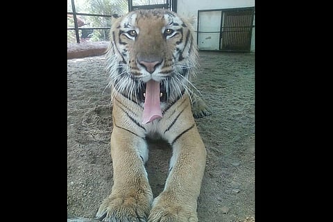Nikhil, the 18-yr-old Royal Bengal Tiger at Hyderabad zoo, is battling for life