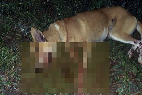Two dogs brutally killed in TN after 'crude bomb' trap kept for jackals explodes