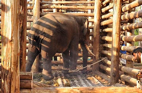 Captured for being a crop raider, this Kerala tusker has not seen the wild in three months