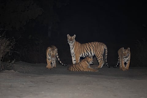 The '4' mark tigress with her cubs