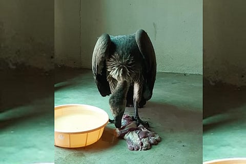 Critically endangered vulture spotted in Hyderabad after two decades
