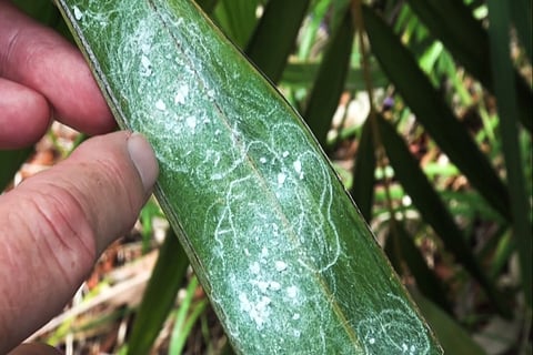 Whitefly infests thousands of acres of palm and coconut plantations in Telangana