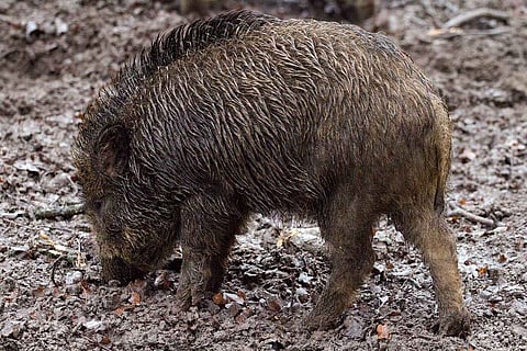 Wild Boar