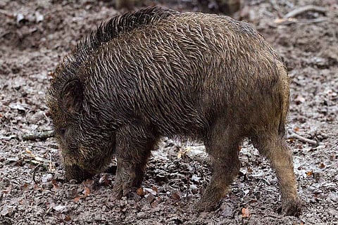 Anthrax detected in wild boars in Kerala's Athirapally