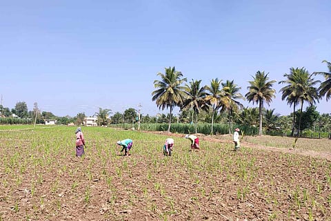 Women labourers in a ragi field in Karnataka