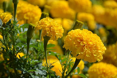 Marigold field