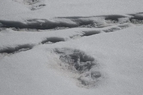 Indian Army says they spotted a Yeti's footprints in the Himalayas and Twitter is amused