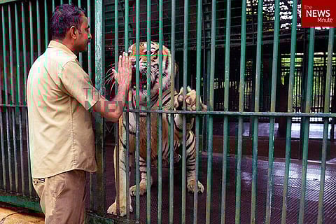 Of snarls and scratches: Stories from zookeepers who care for dangerous beasts