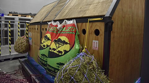 Turkish Cargo Fly 3 Giraffes from Johannesburg to Tehran