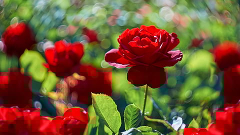 Emirates SkyCargo Celebrates Rosey Relationship