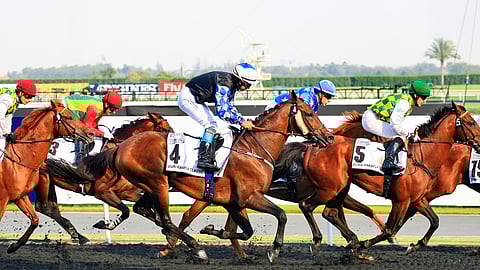 Turkish Cargo Flies Horses to Istanbul and Dubai