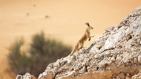 Emirates Group Supports Conservation of Fragile Ecosystems
