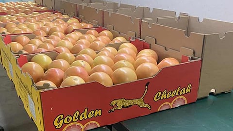 Maersk Offers Integrated Cold Chain for Pakistani Citrus Exporters