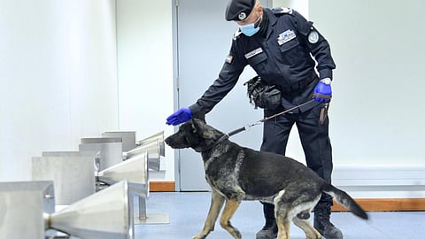 Watch: Police Dogs Used to Detect Covid-19 Cases at UAE Airports