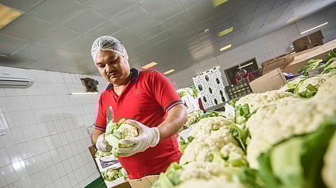 Innovative Food Systems Key to Tackling Global Food Crisis: Experts