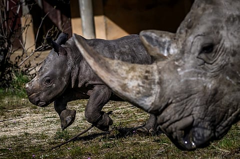 The young southern white rhinoceros Jogi walks with his mother Malia in their enclosure at the wildlife park "Safari of Peaugres", south of Lyon, on March 22, 2023. Jogi, who was born on the night of February 22 to 23, is the first southern white rhinoceros born in France.