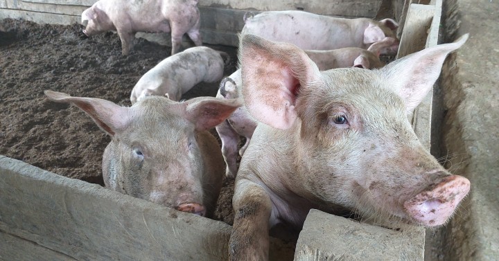 Occidental Mindoro confirms African swine flu cases