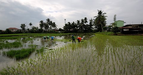 Over P64-M worth of crops damaged in Davao due to shear line