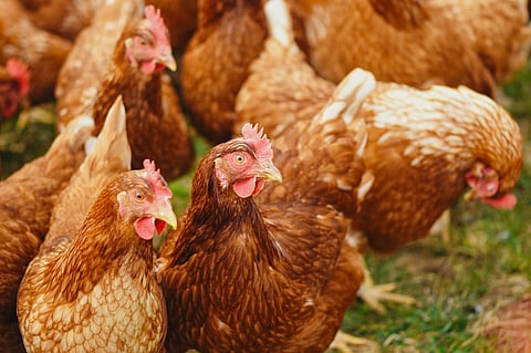 DA: Poultry imports from California, Ohio banned